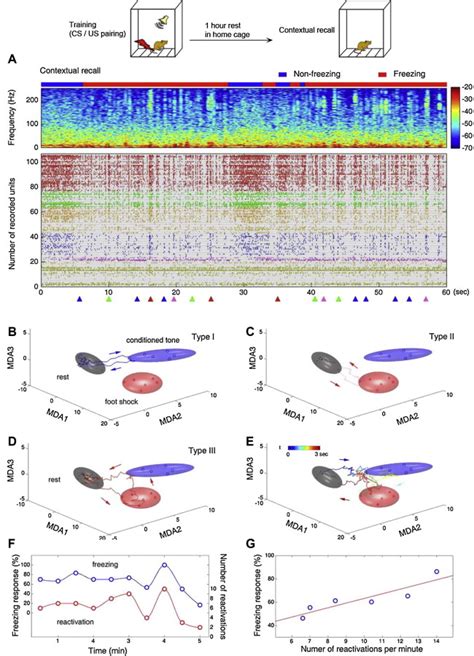 Real-time fear memory traces during contextual fear memory recall. (A ...