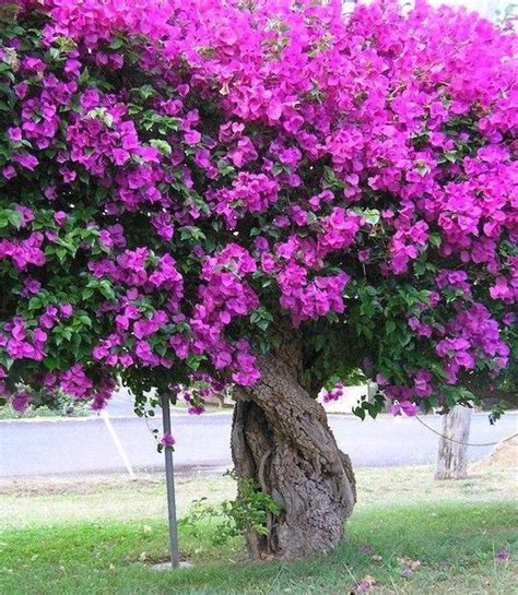 Bougainvillea Tree | Arboles para jardin, Arboles ornamentales, Jardines bonitos