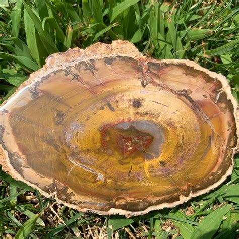 Rough Petrified Wood Medium Chunks 1 To 2 Raw Etsy