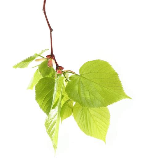 Hojas Verdes Aisladas En Blanco Foto Premium