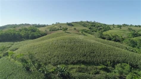 Corn Plantations In The Philippines Stock Footage Video Of Farm