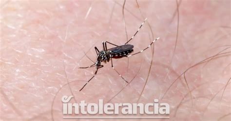 Dengue Azota Puebla Aumenta M S Que En