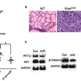 Mir P Inhibits Lung Cancer Development In Vivo A Schematic Of