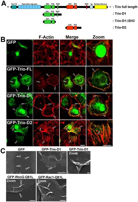 Trio Induces Membrane Ruffles A Schematic Overview Of The Trio