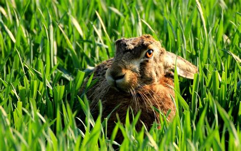 3840x2160 Resolution Brown Rabbit Animals Rabbits Bunny Ears Hd