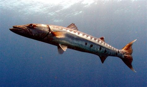 Great Barracuda Ocean Treasures Memorial Library