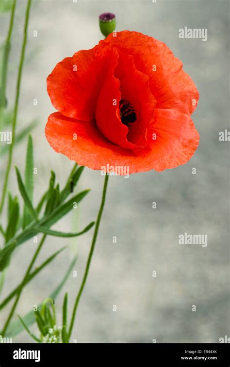 Single poppy flower photo Stock Photo - Alamy