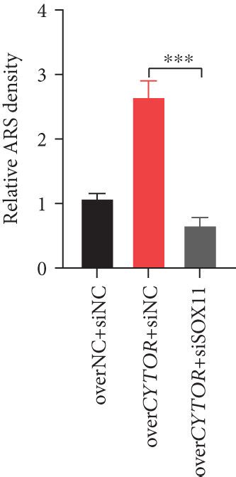 Cytor Promotes Osteogenic Differentiation Of Pdlscs Through Regulating