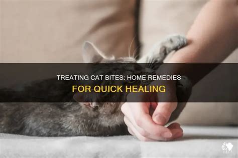 Treating Cat Bites: Home Remedies For Quick Healing | PetShun