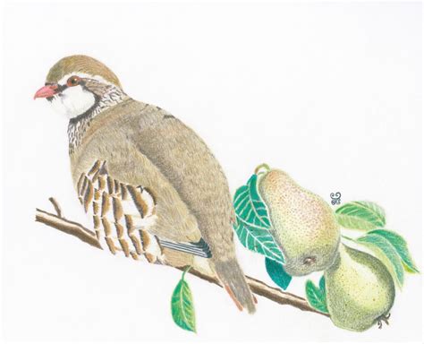 A Partridge in a Pear Tree by Jules Chabeaux | Artwork Archive