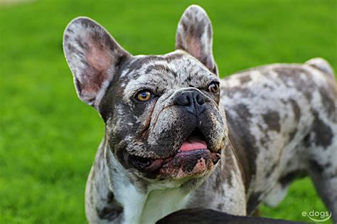 Französische Bulldogge Rüde 4 Jahre Blue Merle