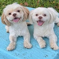 Davie Fl Shih Tzu Meet Eva Theodore A Pet For Adoption