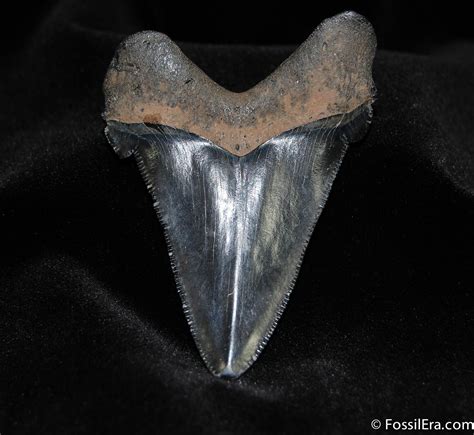 Very Large 3 Inch Carcharocles Angustidens Tooth 152 For Sale