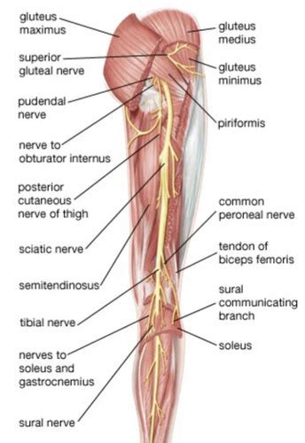 Popliteal Nerve Block Flashcards Quizlet