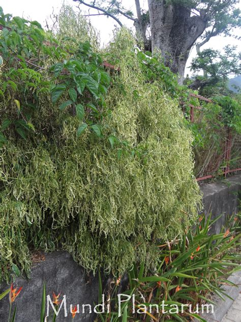 Acalypha Wilkesiana Luteo Laciniata Mundi Plantarum