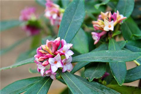 Five Cultivation Methods Of Daphne Odora The Plant Aide