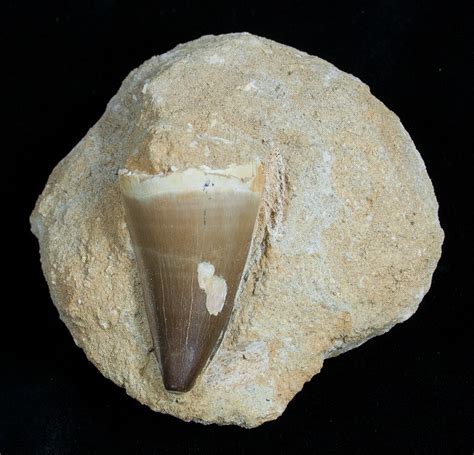 Large Mosasaurus Tooth In Matrix 1768 For Sale FossilEra