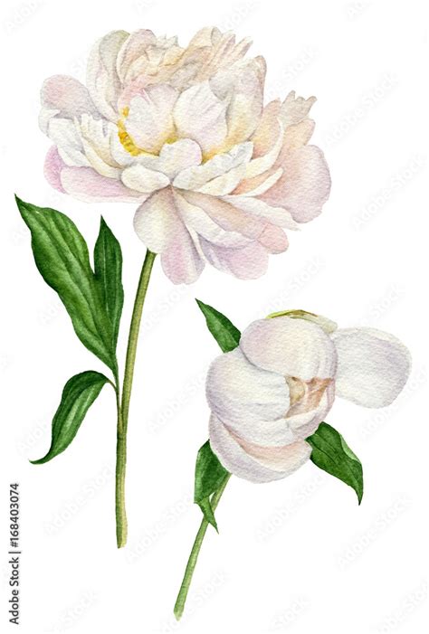 Watercolor Illustration Of A White Peonies With Leaves And Bud Set Of