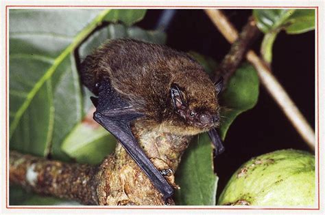 Christmas Island pipistrelle - Alchetron, the free social encyclopedia