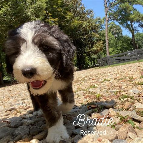 Sheepadoodle - Training Canines