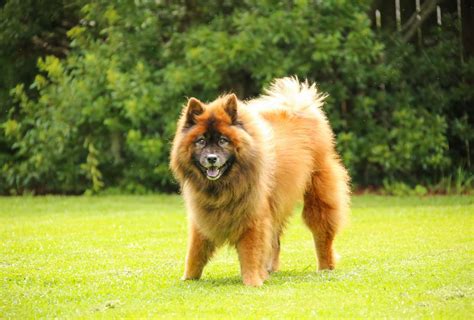 The Best of Fluffy Dog Breeds