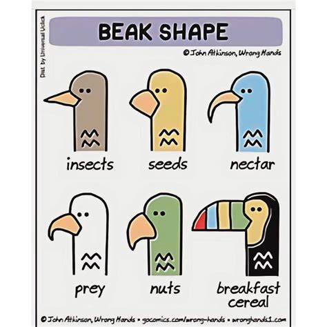 A cool guide on shapes of bird beaks : r/coolguides