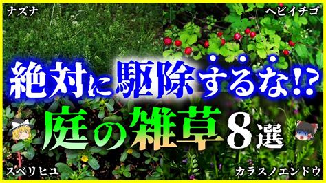 ゆっくり解説絶対に駆除してはいけない実は有益な雑草8選を解説 そもそも雑草とは何者なのか繁殖力は雑草という植物は存在しない