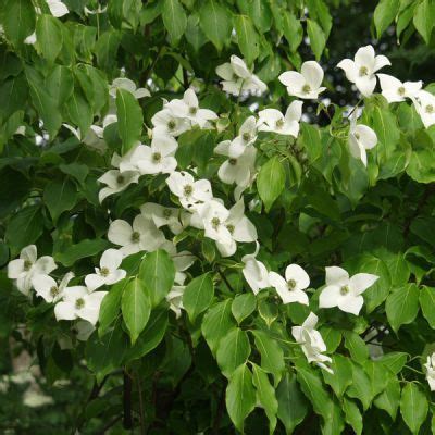 Cornouiller Du Japon Cornus Kousa Var Chinensis Arbres Et Arbustes