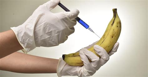 O Que Os Cientistas Est O Fazendo Para Salvar A Banana Nos Campos