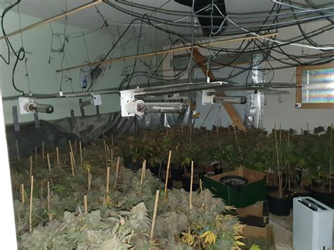 Cannabis Grow House With Plants Worth €528000 Discovered In Roscommon As Two People Arrested