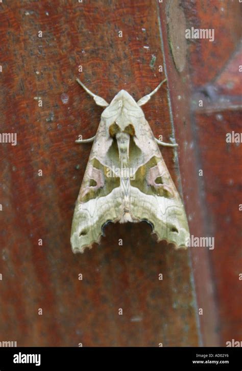 Angle Shade Moth Phlogophora Meticulosa Stock Photo Alamy