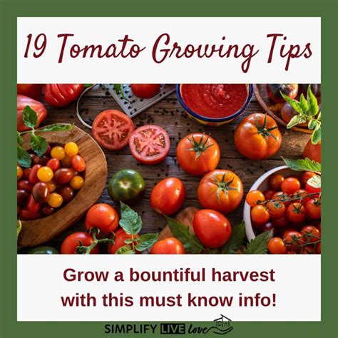 Learn How to Grow Tomatoes with these 19 Best Tomato Growing Tips ...