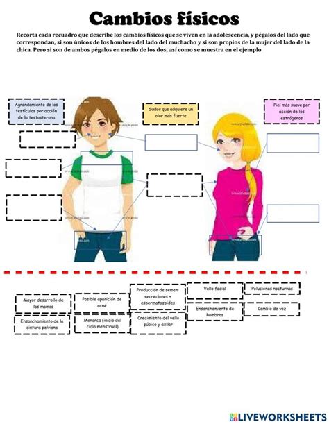 Cambios Fisicos Y Psicologicos En La Adolescencia Worksheet