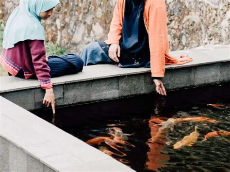 Koi Fish Sex Identification How To Tell If Your Koi Are Male Or Female Backyard Pond Ideas