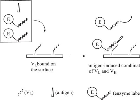 Principle of open-sandwich ELISA. | Download Scientific Diagram