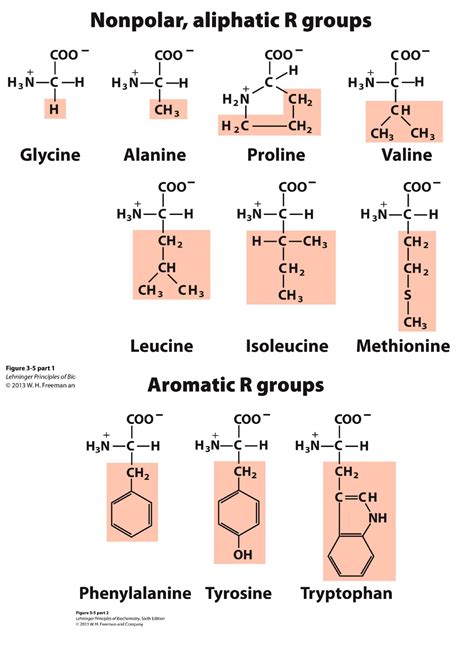 Biochemie Aminozuren Biochemie Studeersnel