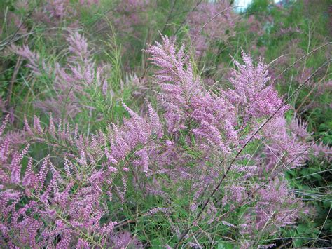 Saltcedarrmueller Ckiss Central Kootenay Invasive Species Society