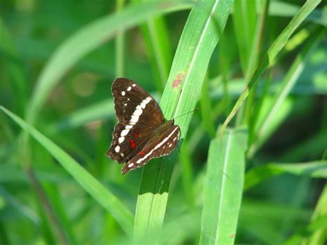 Mariposa Pavoreal Con Bandas Blancas Anartia Fatima Picture Insect