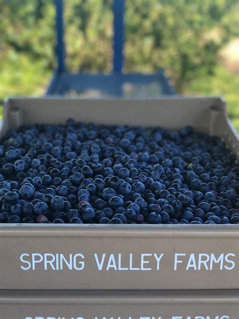 Spring Valley Farms – Wild Goose Farms