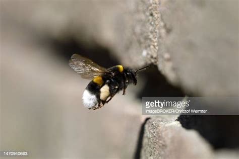 Bumblebee Nest Photos and Premium High Res Pictures - Getty Images