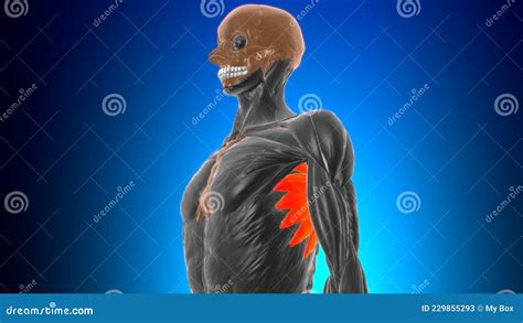 Serratus Anterior Muscle Anatomy For Medical Concept D Stock