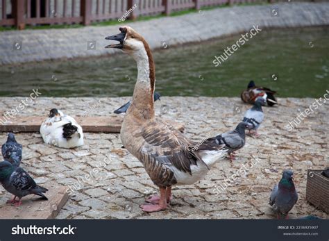 6,146 Domestic Swan Goose Images, Stock Photos & Vectors | Shutterstock