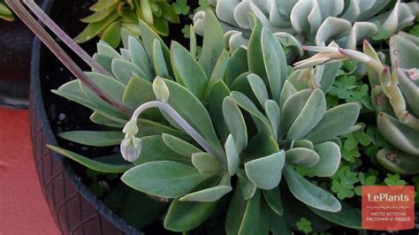 Клейния (Kleinia) — описание, выращивание, фото | на LePlants.ru