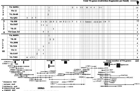 Yac Contig Of The Mouse Igh Locus In The Lower Part Of The Fi Gure Download Scientific