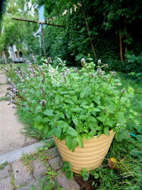 Menthe La Cultiver En Pot Ou Au Jardin