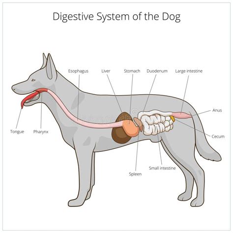 Digestive System Of The Dog Vector Illustration Stock Vector Image