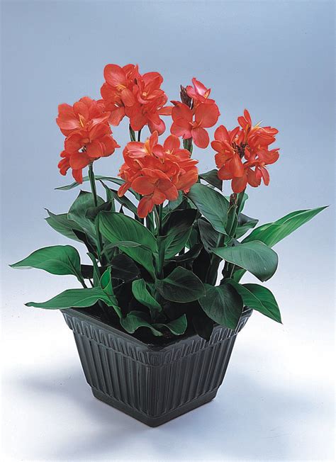 Canna Indica Tropical Red Muller Seeds