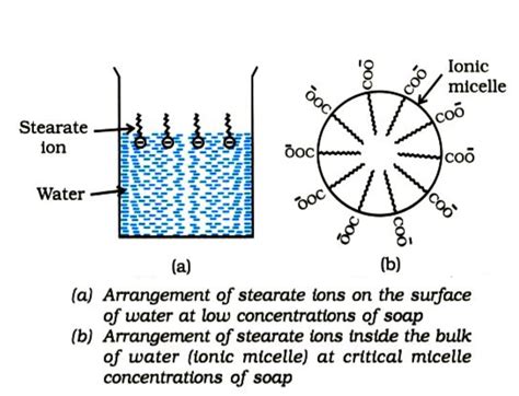 Explain The Formation Of Micelles With A Neat Sketch