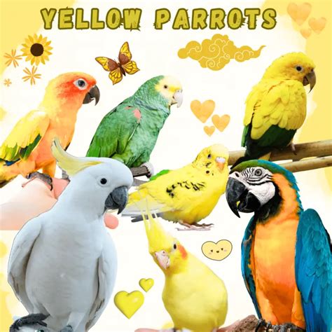 Yellow parrots - 8 yellow parrots to keep as pet | Parrots yellow