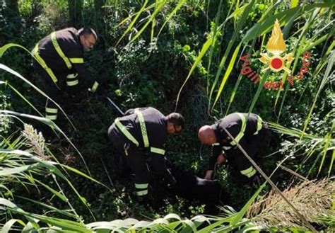 Lamezia Cane Cade In Canalone Per L Irrigazione Salvato Dai Vigili